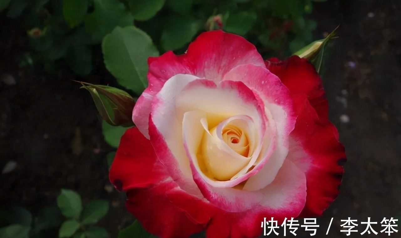 这13种花好养易活,花期还很长,喜欢的话,试着养一盆吧