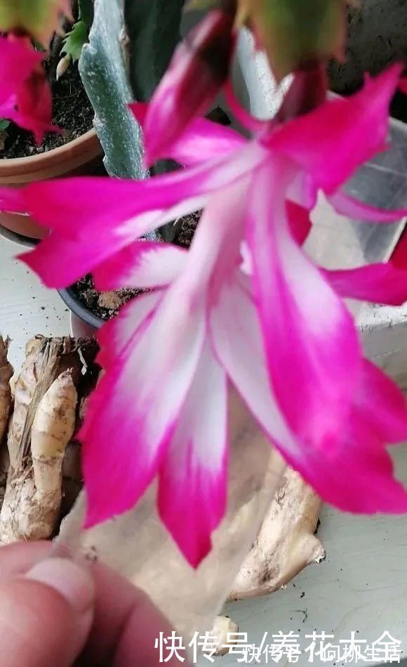 水仙|上万块的蟹爪兰,开花像烟花,养过的人不多