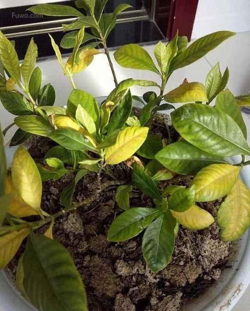 浇水|养花总是黄叶，那是忽略了这3处“细节”，后悔刚知道