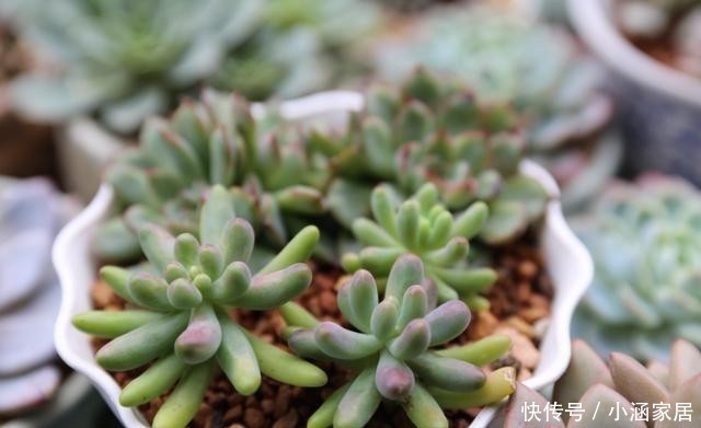 浇水|4种常见的多肉花盆,要用不同的浇水方法,才能养好多肉