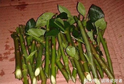 月季|8种花不用花钱买,掐片叶、剪根枝,找个花盆种起来,家里放不下!