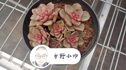 浇水|多肉叶片干瘪发软,不是缺水还有这3种原因,你都知道吗?