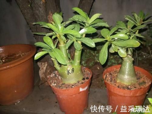 低于5度,6种花一整个冬天不浇水,也能照样活!