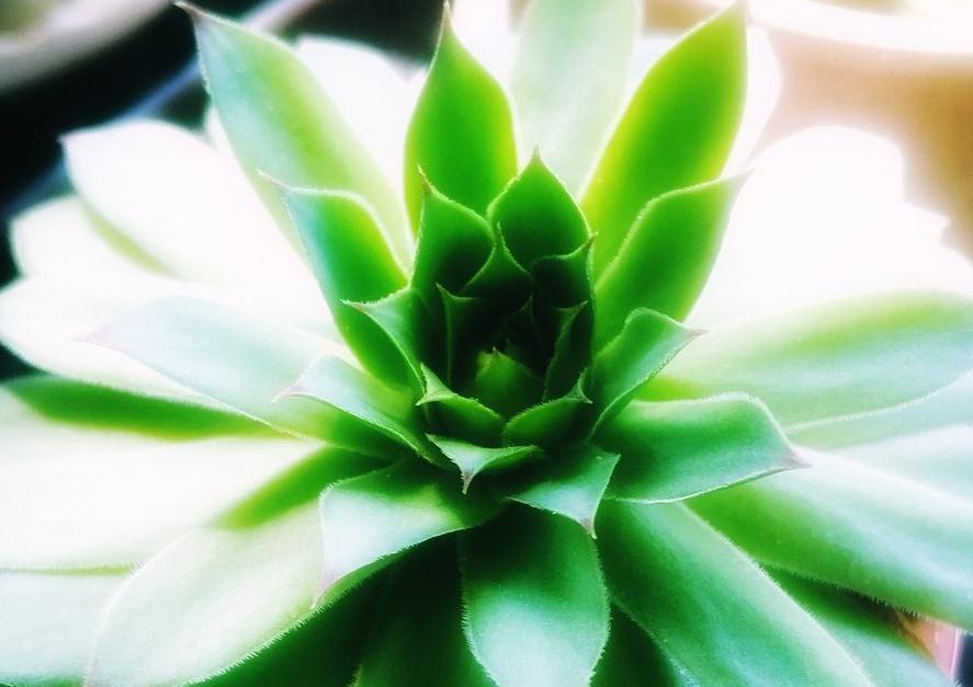 叶片|敲黑板,浅谈多肉植物中的战斗机观音莲,什么情况下需要摘心砍头