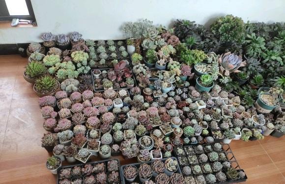 多肉冻伤了吗?一夜之间,全网大面积冻伤,只剩花盆,真悲惨