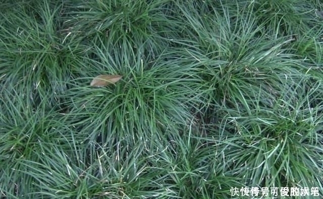 人參|農村一種野草,常被誤認為“韭菜”,煲湯美味,價值堪比人參