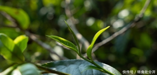 普洱茶|什么是古树茶和台地茶，如何辨别古树茶和台地茶？