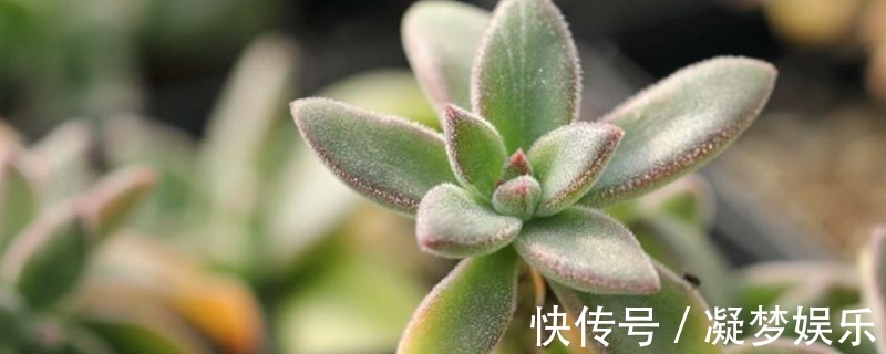 多肉锦晃星怎么养四个妙招看这里,你们不知道的小技巧！