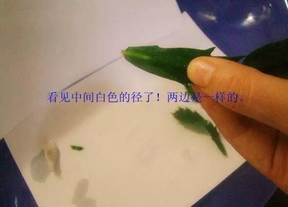 养3种花“多修剪”,2年养成“6层塔”,放在家里真“养眼”