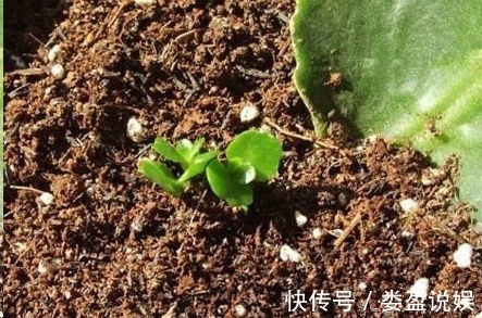 长寿花|别再浪费钱买花了,这些花掰片叶子就能长一大盆,省下好多钱!