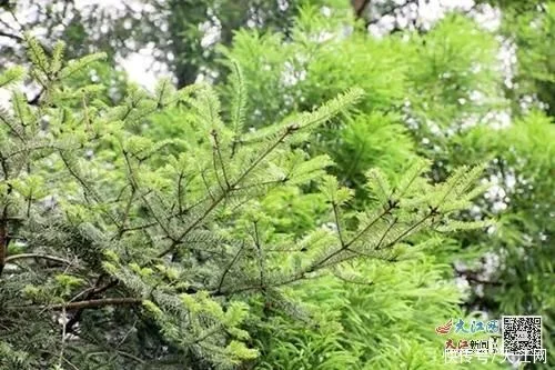 遂川发现“国保”级珍稀植物资源冷杉（图）