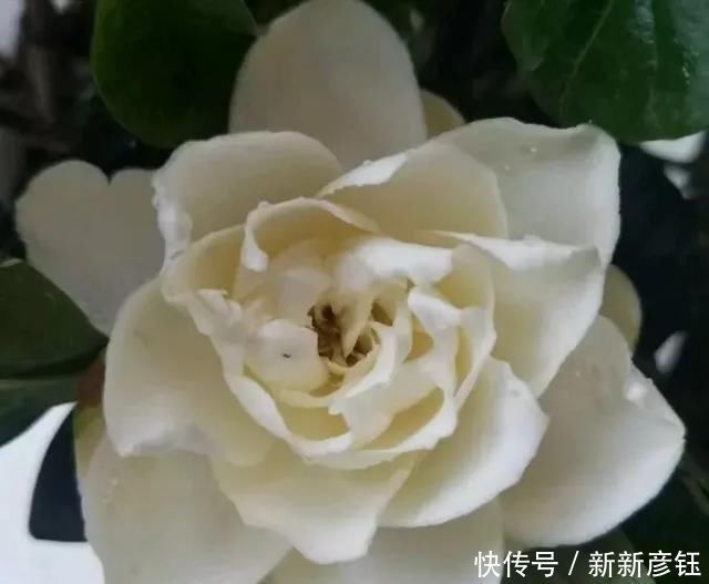 这16种花冬天越浇越死,3个月不管,反而长高个