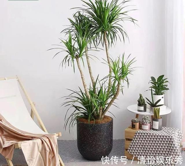 养护|8种“丑花”,个个都有好兆头,家里养几盆,镇宅吉祥,越养越爱