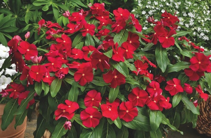 可以长达一年的花,养它再值不过了,喜欢花的朋友可以试试!