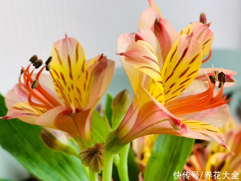 一种花像百合 也像水仙 一开花惊艳众人 国内少见 粉紫色