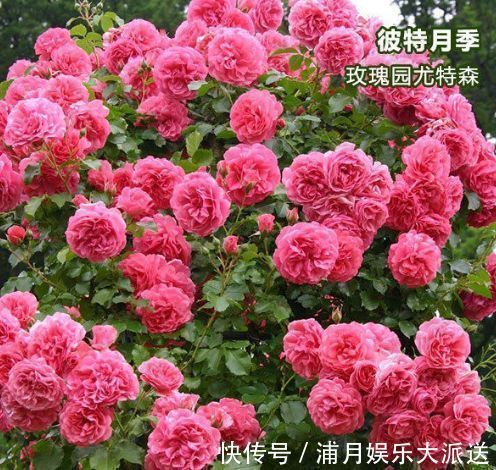 美极了|喜欢玫瑰，不如养“优良品种”玫瑰园尤特森，花比叶多，美极了
