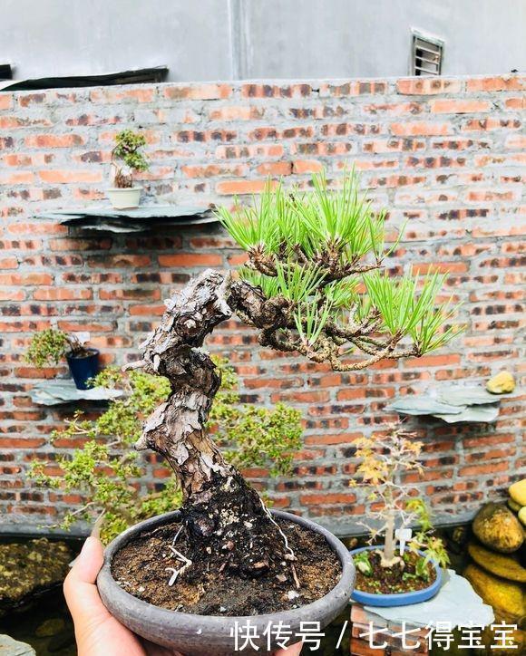 松树|一棵爆皮非常到位的山松盆景,各位大神进来看看,这算不算精品?