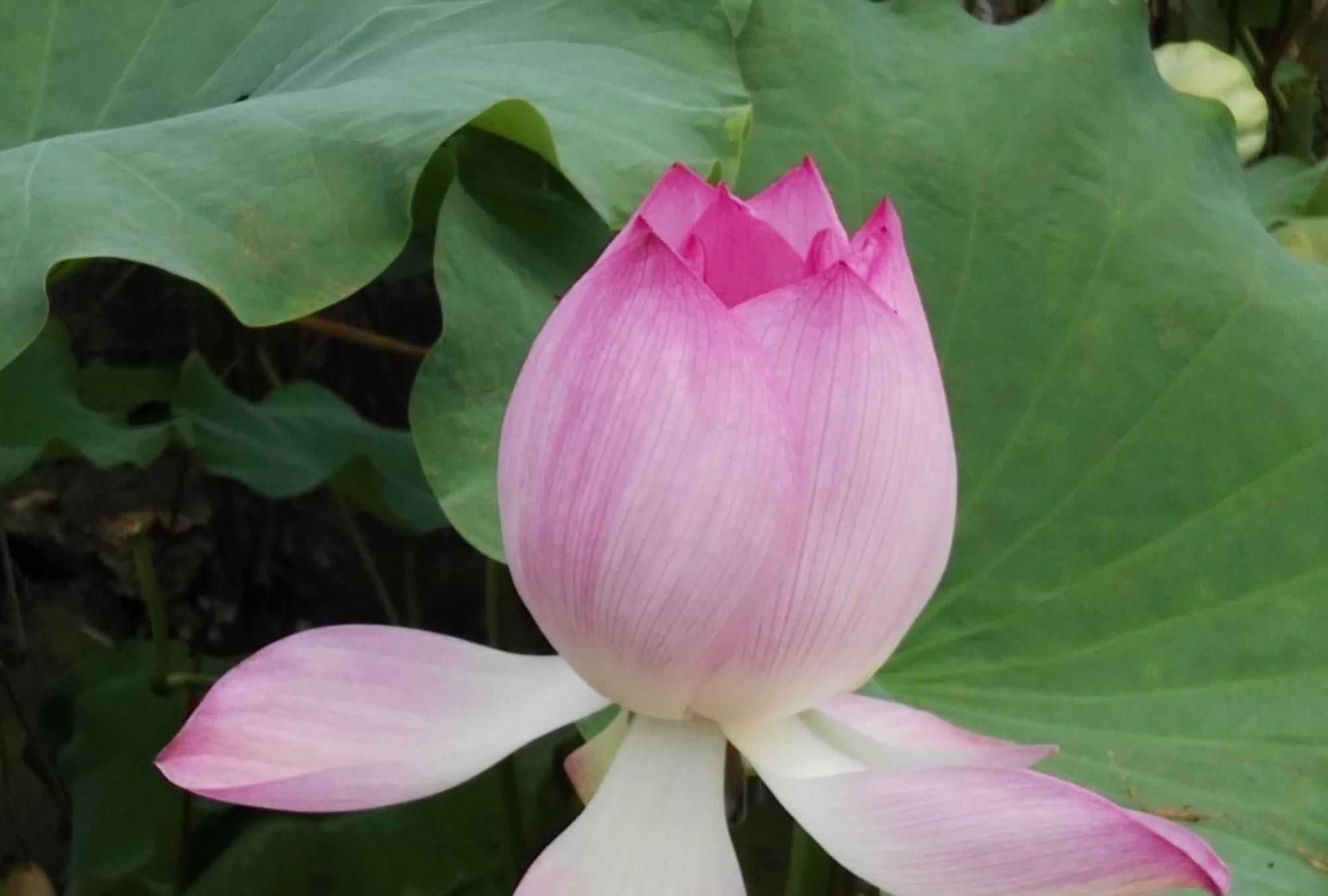 子路|子路对曰“有之,诔曰祷尔于上下神祇”子曰丘之祷久矣