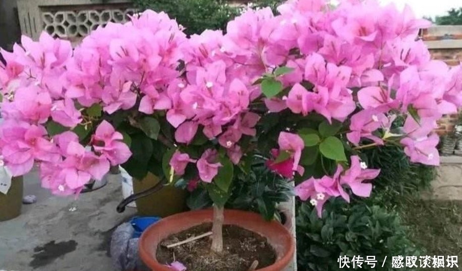 光合作用|养不好花的人,都有4个“坏习惯”,及时改掉才能把花养好