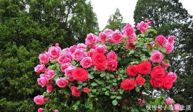 鱼肠|秋冬土里掺点它，君子兰，蟹爪兰，疯狂开花，叶子绿出油