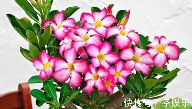 重瓣|有种比玫瑰还美的花,不仅漂亮而且花期长,放在太阳下长势最好!