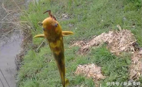鱼钩|夏季钓黄颡鱼,这两种钓法很实用,钓法得当,渔获差不了