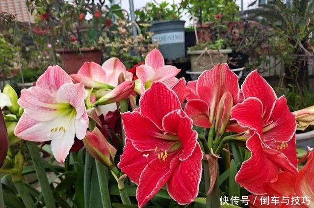 8种花,开完花别急着丢,剪一刀还能继续开!