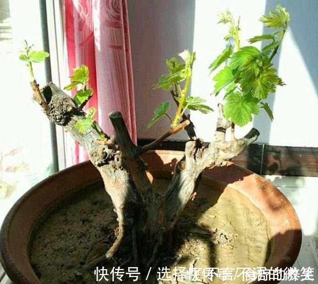 葡萄藤|老爸挖回一段“怪老藤”，养了小一年，爬到窗沿，挂了满墙果！