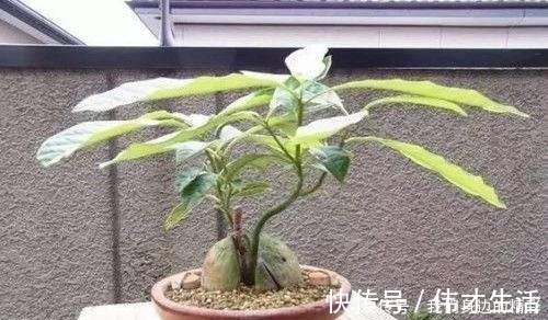 这6种盆栽不用买,水果吃完丢水里泡7天,30天后乐开花!