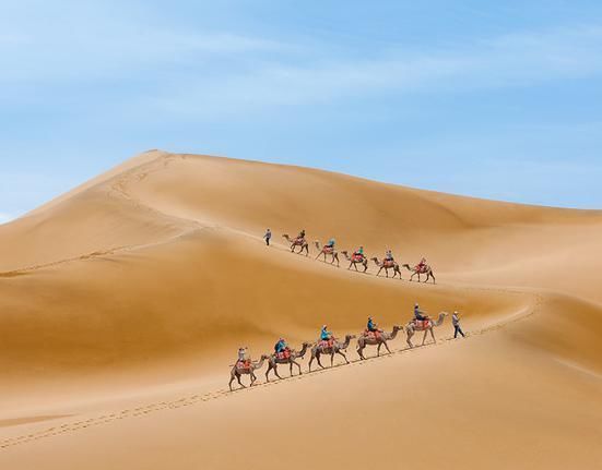 沙漠|世界上有种“生命之树”,沙漠中能储2吨水,种到我国却变了