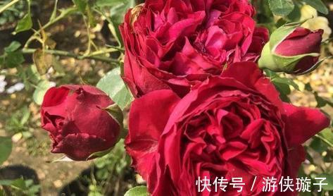 有机肥|月季花为什么开花越来越浅,颜色越来越淡,3个原因区分对待