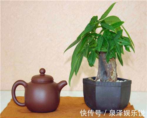 浇水|发财树叶片发黄怎么办关于发财树养护的3个要点，别说没提醒