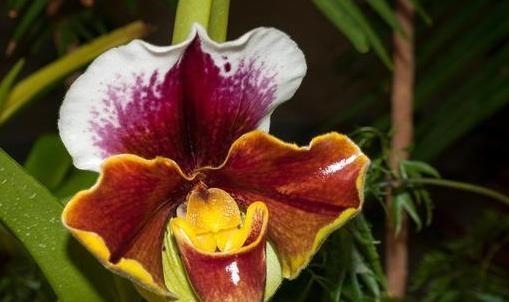 前人传下来的养兰“8字经”,是对养好兰花的经验和总结,赶紧学