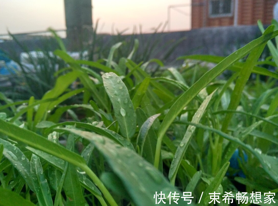 调料|炒空心菜时,不要直接下锅,多加1样调料,翠绿爽口不发黑