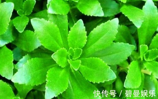 增强体质|女性想要皮肤好,常吃4种食物,排毒燃脂,清理肠胃,甩掉小赘肉