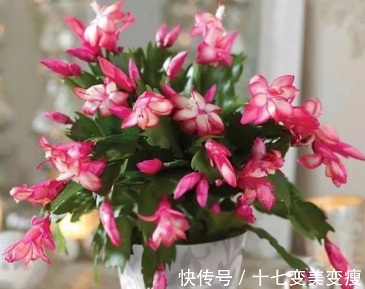 这款植物全年开花,花色艳丽花量大,比牡丹还好养,值得拥有