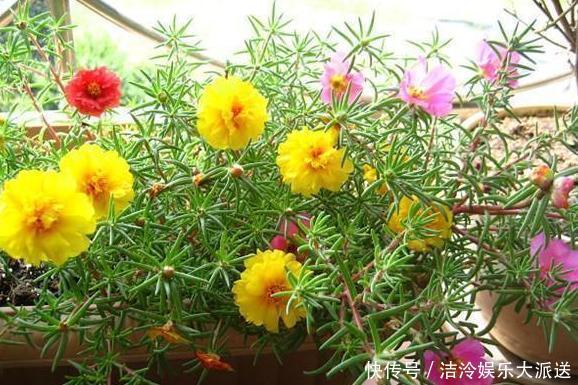 大蒜|大蒜养花好处多，使用正确花草不生病虫害、黄叶情况少得多