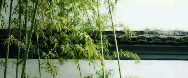 拯救|在闻鸡起舞之后的故事夺取河中失地,一首歌胡笳拯救孤立的城市