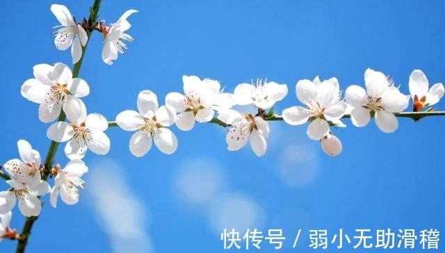 芳菲|梨花芳菲里，曼妙着美好