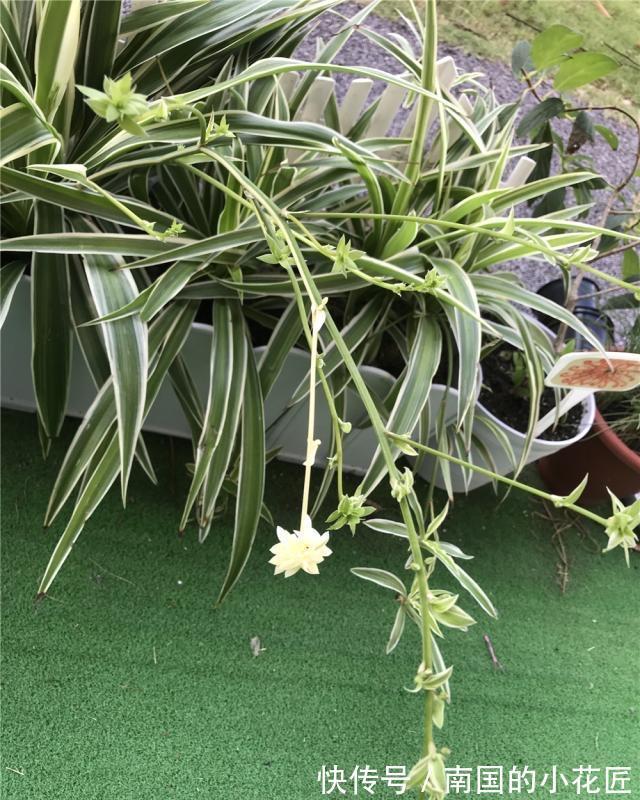 气生根|夏季也可以扦插繁殖的5种花,长根很快简单易活,由少变多