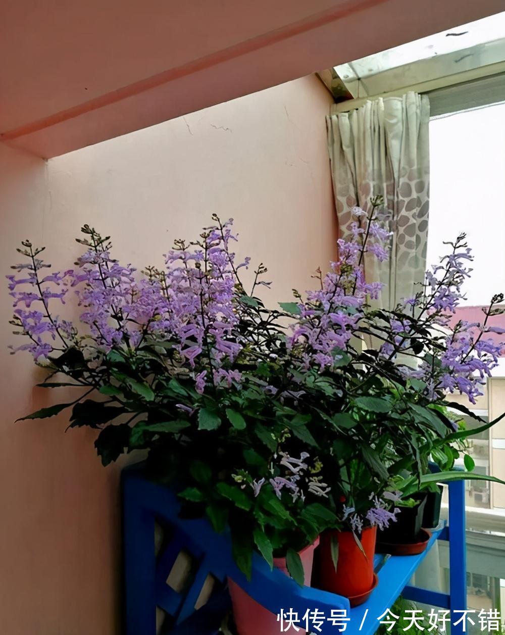 柠檬树|卧室不要乱养花,4种“催眠花”,净化夜间空气,一觉睡到大天亮