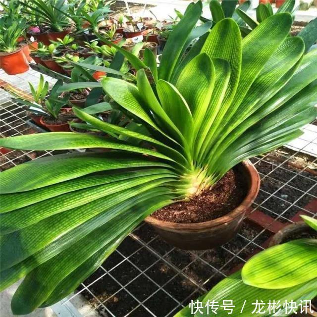 4个养“君子兰”的小口诀，叶子厚又亮、满盆大白根，轻松养好！