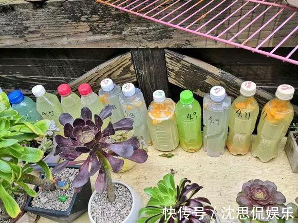 4种养花“神仙水”，夏天高温也能用，不烧苗，花儿长得旺！