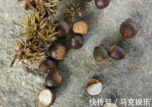 果皮|农村即将“消失”的野果子,吃过4种正常,全吃过的说明您真老了