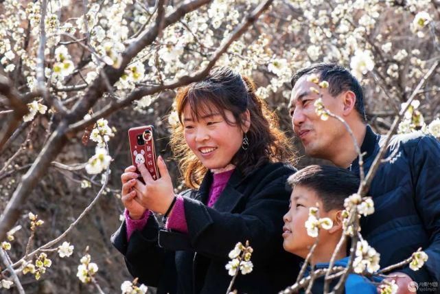 春意|花开枝头春意闹 百般红紫斗芳菲 ——光影中国网聚焦南阳春日胜景