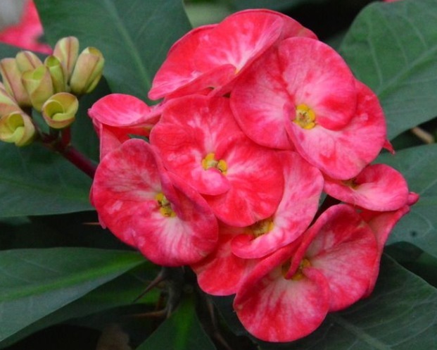 养花养个好看的,不仅开花好看,养护方法也不是很难