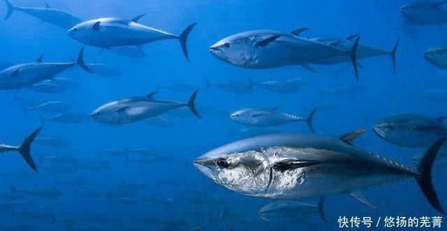 日本人钟情的“美食”,捕捞到直接生吃,现在越吃越少