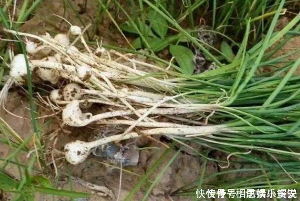 抗癌|埋没在农村4种抗癌野菜,很多人嫌脏不愿吃,却比蒲公英好100倍