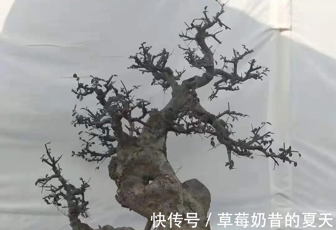 杂木类|缩剪技法,掌握1功能3部位,专治盆景造型散乱