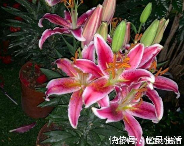 打理|5种漂亮花,好打理,易爆盆,不用费心,就能长的特别好